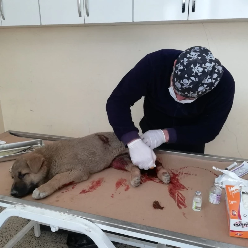 Aracın çarptığı yavru köpek tedavi altına alındı