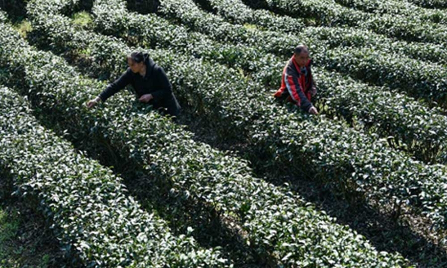 Çin’in Guizhou eyaleti, 2020’de 7.8 milyar dolarlık çay üretimi gerçekleştirdi
