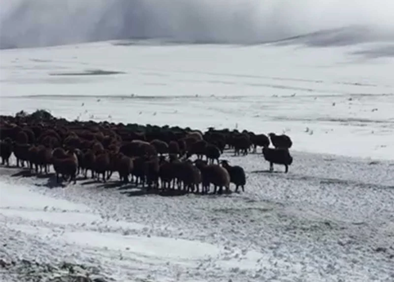 Ardahan’da kar ve tipide mahsur kalan yaylacılar ve koyun sürüsü kurtarıldı