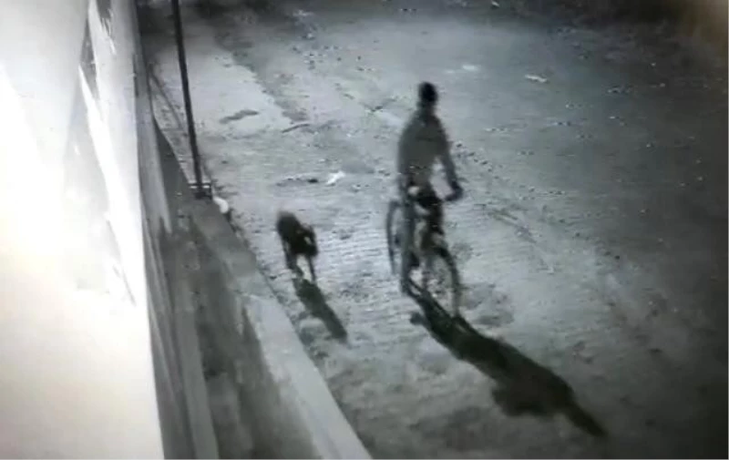 Iğdır’da pitbull cinsi köpek ile hırsızlık