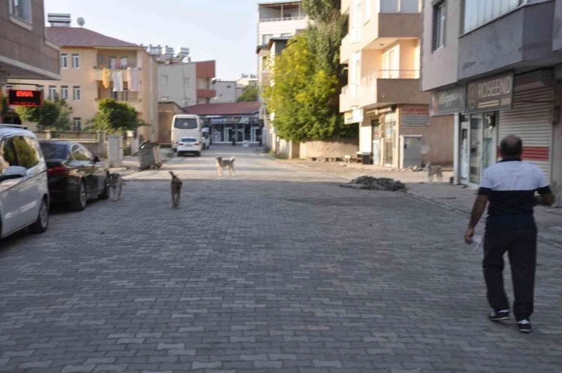 Bulanık’ta sokak hayvanları unutulmadı