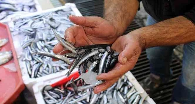 Sinop açıklarında avlanan hamsi tezgâhları şenlendirdi