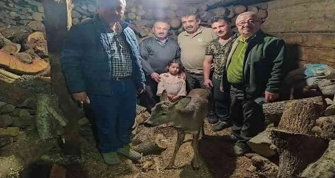 Yaralı halde bulunan karaca, tedavi altına alındı