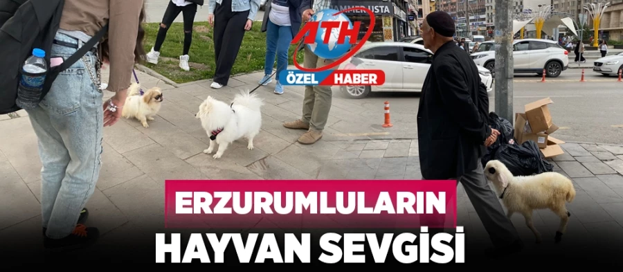 Erzurumluların hayvan sevgisi