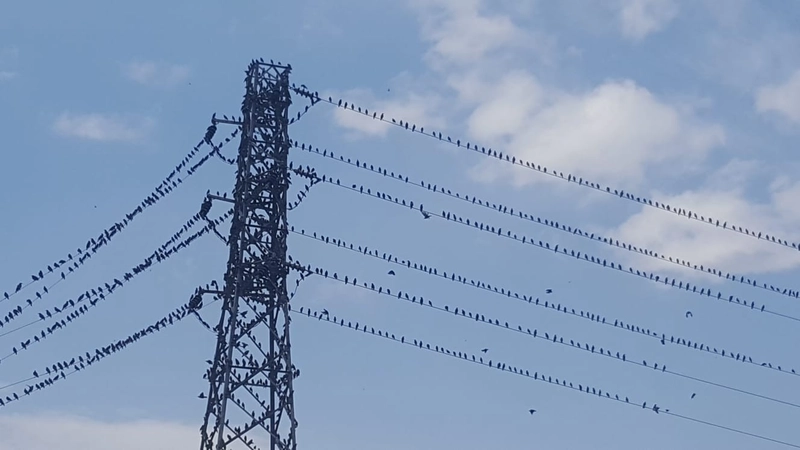 Binlerce kırlangıç telleri doldurdu