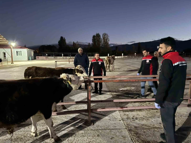 Erzincan canlı hayvan pazarı yeniden açıldı
