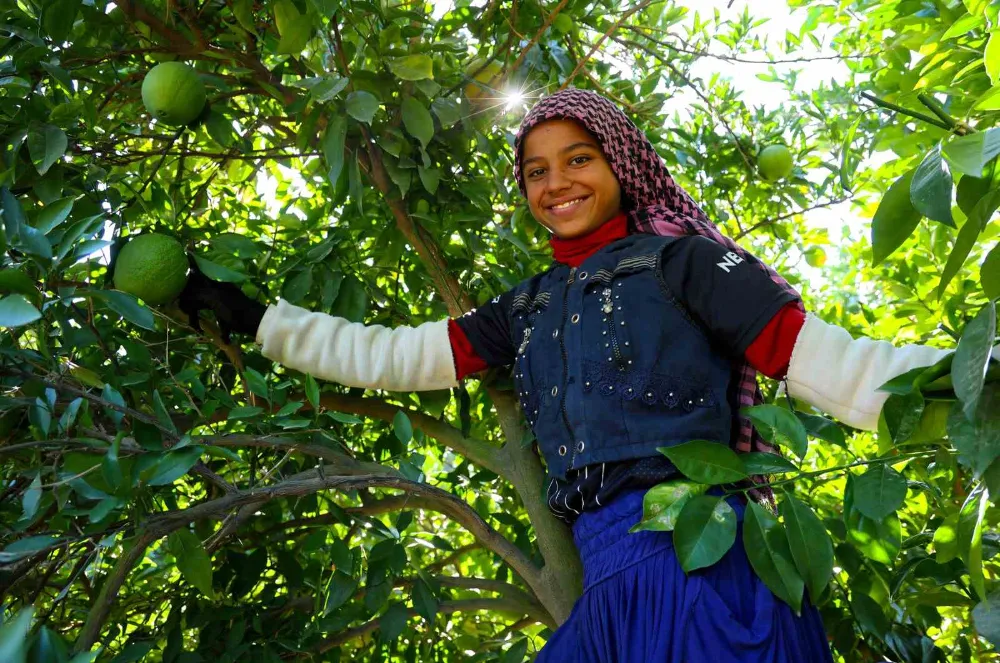 Adana’da portakal hasadı başladı, 360 bin ton rekolte bekleniyor