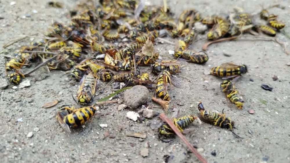 Evin çatısına yuva yapan eşek arıları hastanelik etti