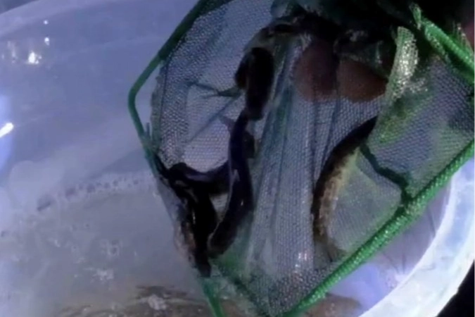 Kastamonu Dereleri Kırmızı Benekli Alabalıklarla Canlanıyor