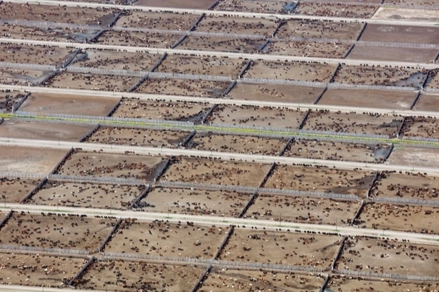 Endüstriyel Hayvancılık İklim Hedeflerini Tehdit Ediyor