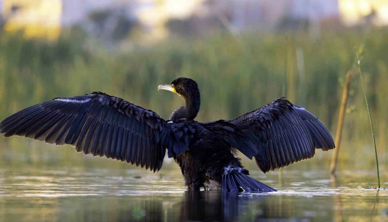 Ekşisu Sazlığı 149 Kuş Türüne Ev Sahipliği Yapıyor