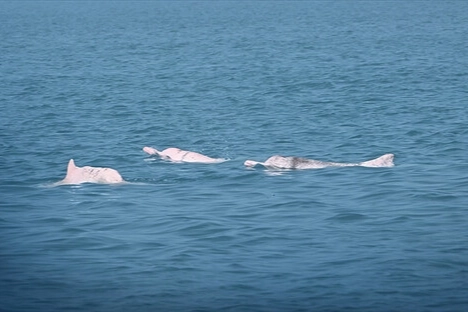 Yapay Zeka Çin Beyaz Yunuslarını Koruyor