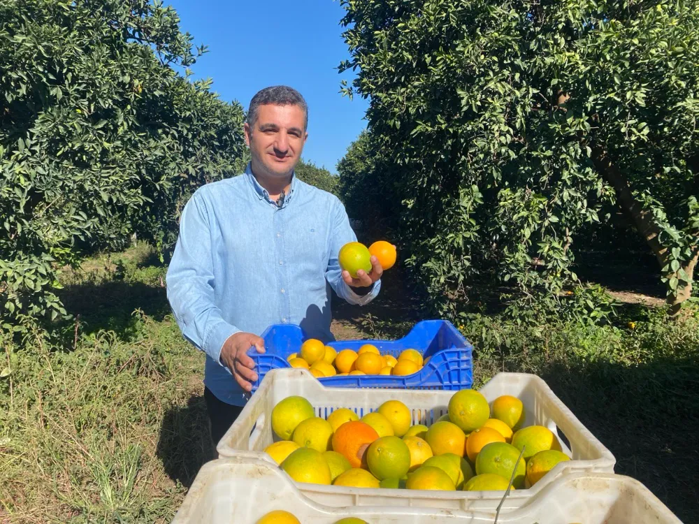Finike’de portakal sezonu başladı, 250 bin ton rekolte bekleniyor