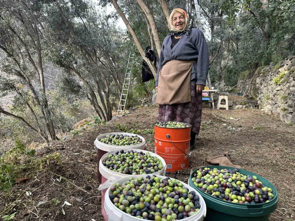  Artvin’de Butko Zeytininin hasadı devam ediyor