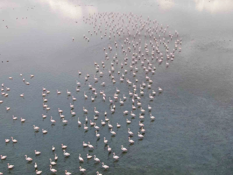 Urmiye Gölü Kuruyunca Flamingolar Van