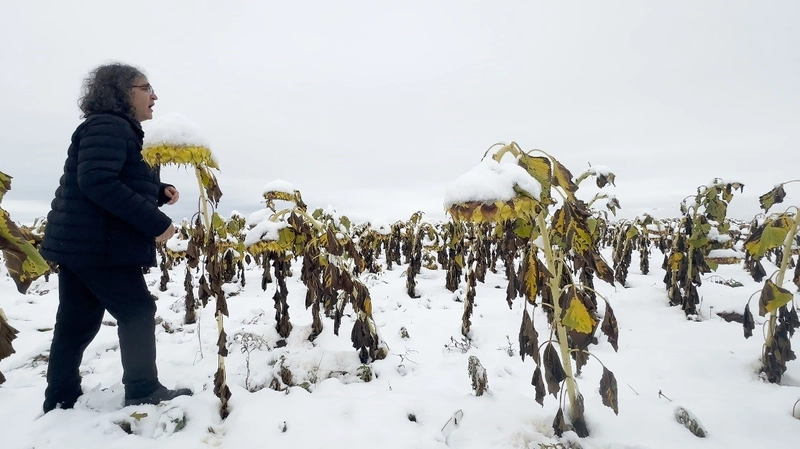 Profesörün Karlı Ayçiçeği Tarlasında Şaşırtan Performansı
