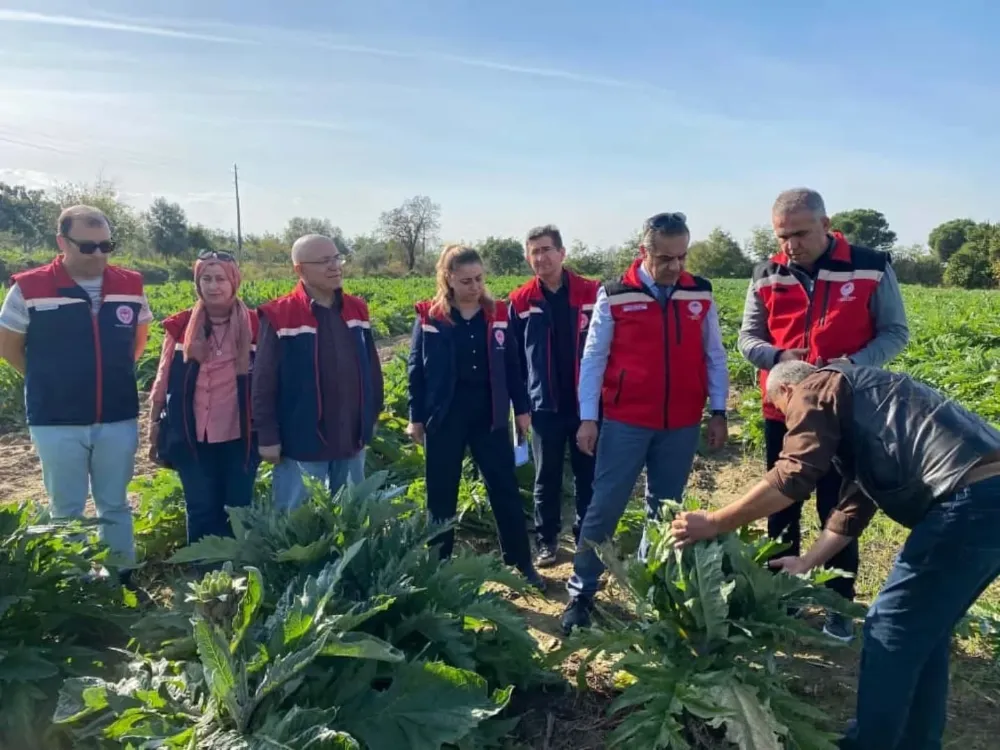 Aydın’da enginar üretimi yükselişte