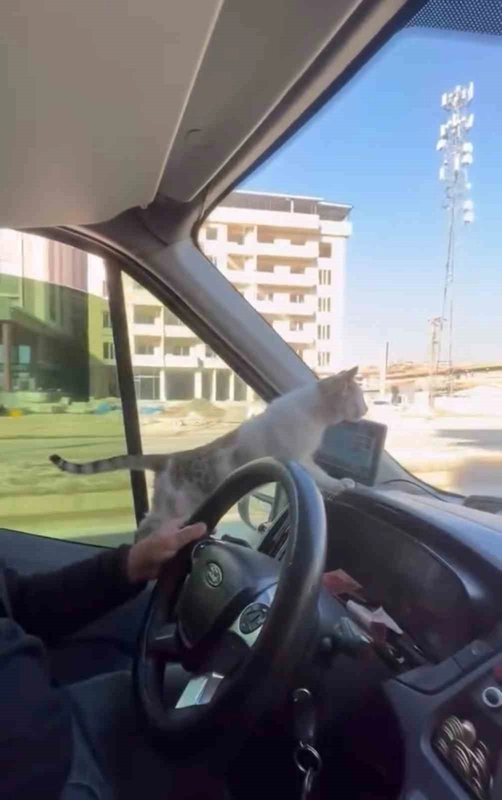 Donmak Üzere Olan Kediyi Aracına Aldı: Şoförün Duyarlı Hareketi Takdir Topladı