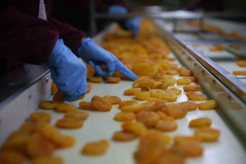 Malatya Kayısısında 300 Milyon Dolar Gelir Hedefi