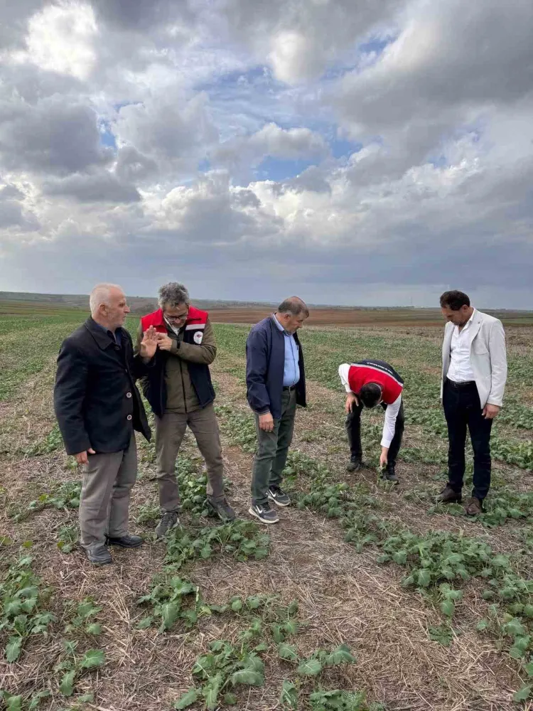 Tekirdağ’da anıza kanola ekimi