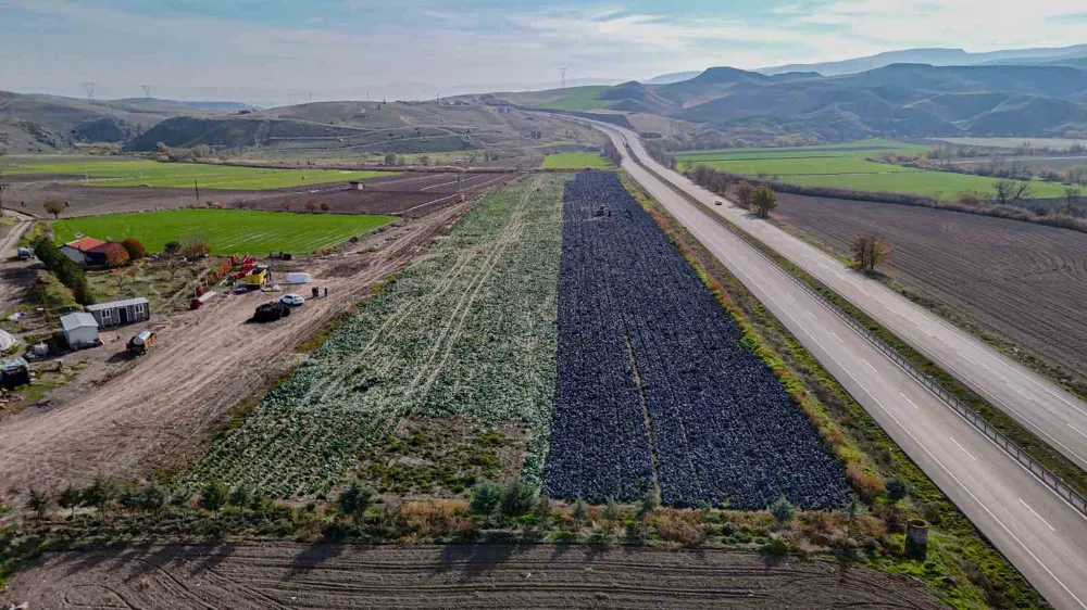 Beypazarı’nda mor lahana hasadı sürüyor