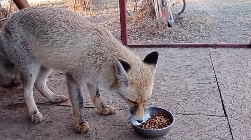 Tilki ile Samimi Sohbet Gülümsetti