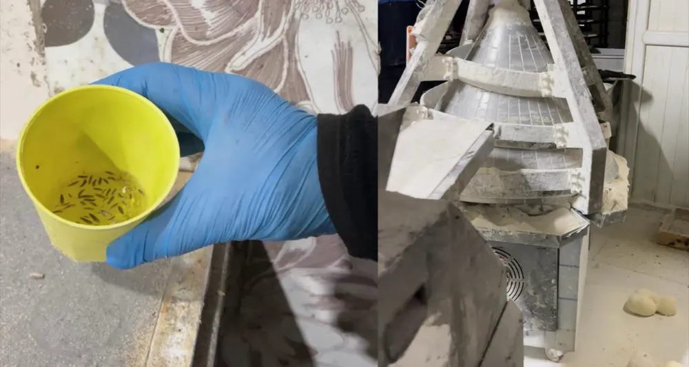 Fırın denetiminde mide bulandıran görüntüler, zabıta böcek çeşitlerini saymakla bitiremedi