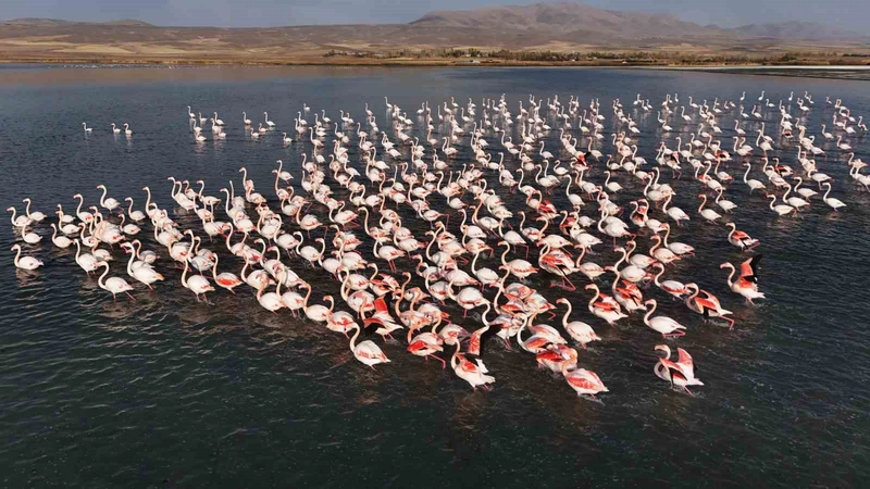 Flamingolar Erçek Gölü