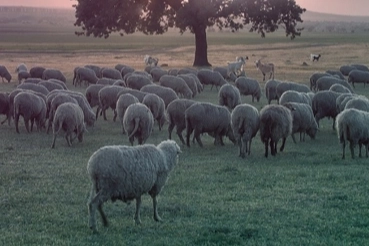 Küçükbaş ve Sürü Sağlığı Ödemelerinde Yeni Dönem
