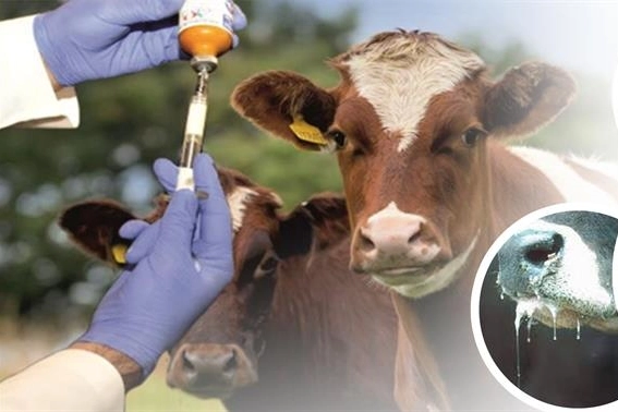 Şap Hastalığı Mücadelesinde Yüzde 92 Aşılama Başarısı