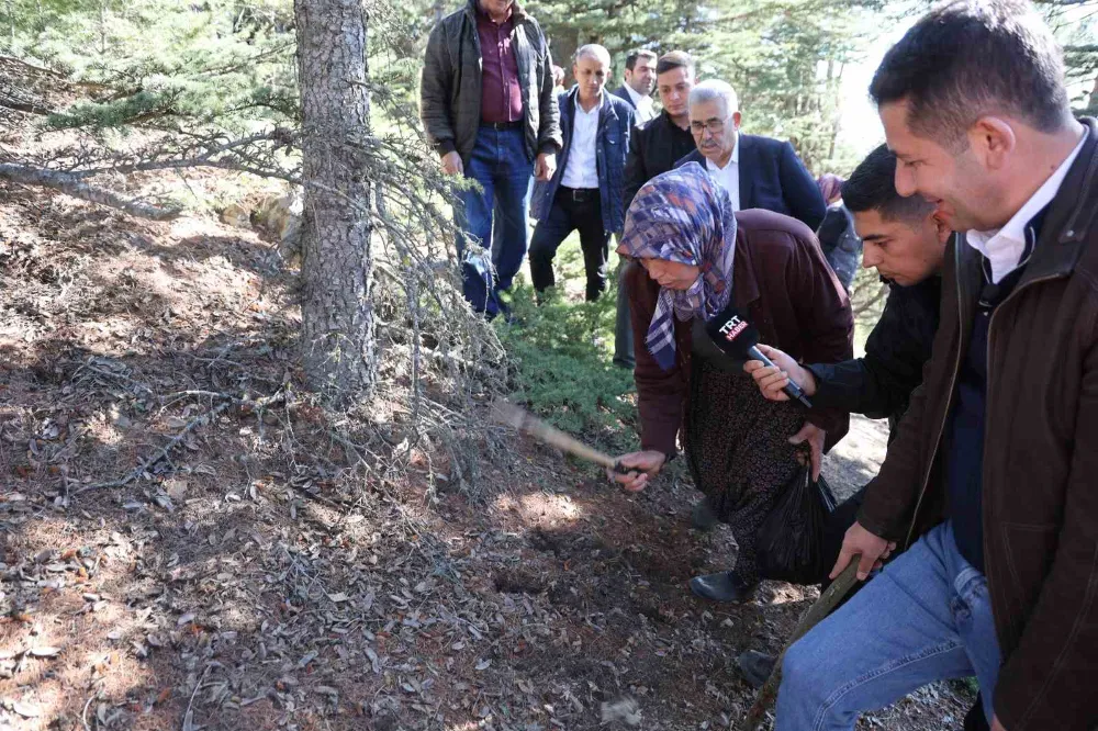  Sedir mantarının geleceği için uyarı: 