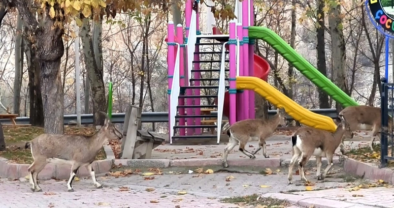 Çocuklar Okuldayken Park Yaban Keçilerinin Oldu