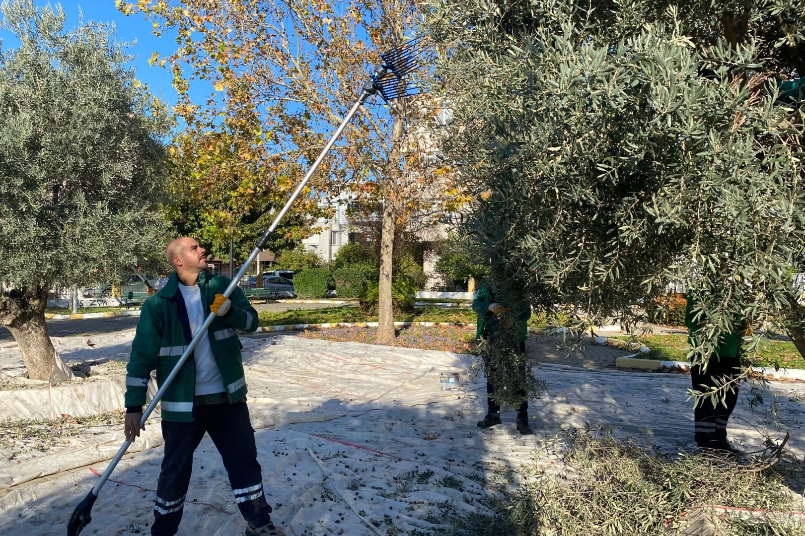 Milas Belediyesi Park ve Yeşil Alanlarda Zeytin Hasadı Yapıyor