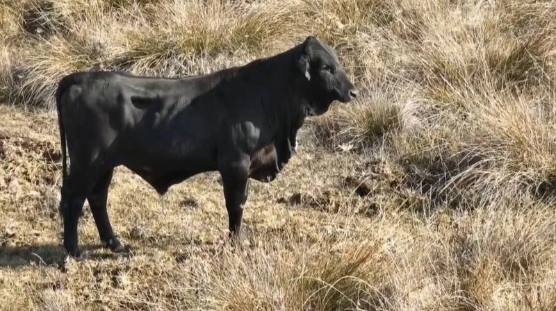 Firari Angus Drone ile Görüntülendi