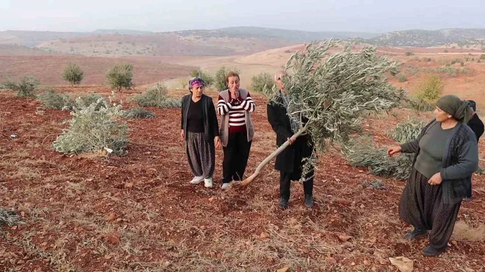 Adıyaman’da 10 bin ağaç kırılarak yok edildi