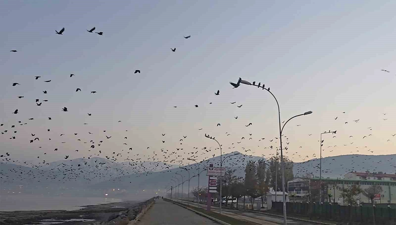 Tatvan Sahilinde Binlerce Kargadan Oluşan Gökyüzü Manzarası