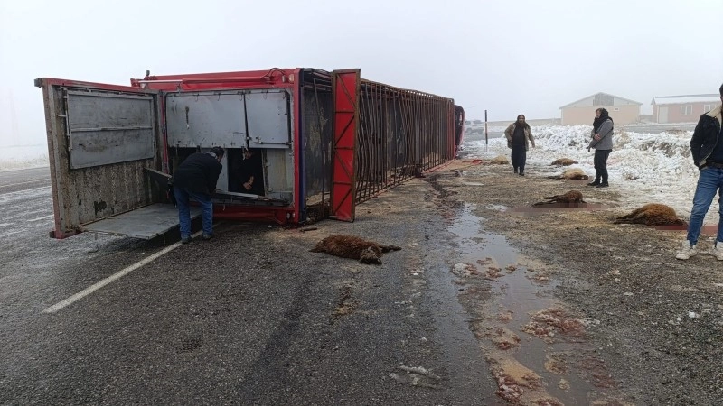 Patnos’ta hayvan yüklü tır devrildi: 10 küçükbaş telef oldu