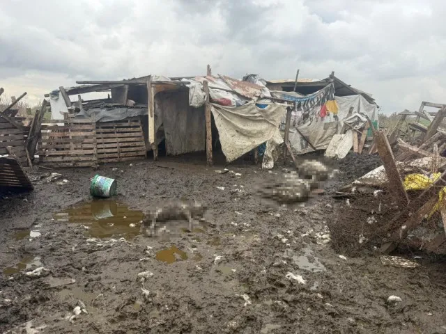 Avcılar’da başıboş köpekler koyun sürüsüne saldırdı: 10 hayvan telef oldu