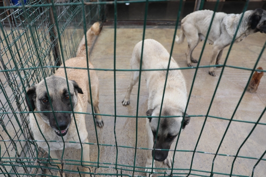 Sivas Belediyesi Sokak Hayvanları İçin Modern Yaşam Alanı Kuruyor