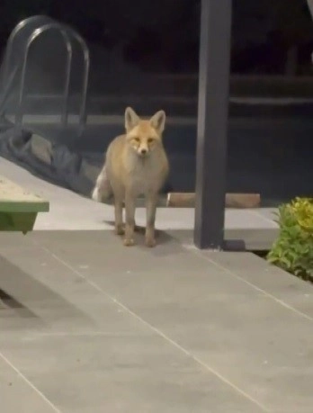 Tilki, 19 Köpeğin Arasından Geçip Kedi Mamalarını Yedi