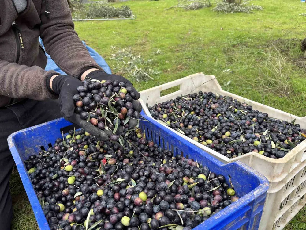 Orta Sakarya Vadisi’ndeki mikroklima etkisine sahip Osmaneli’nde zeytinler hasat sona erdi