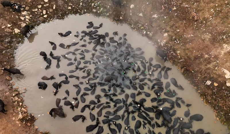 Mandaların kaplıca keyfi dronla havadan görüntülendi