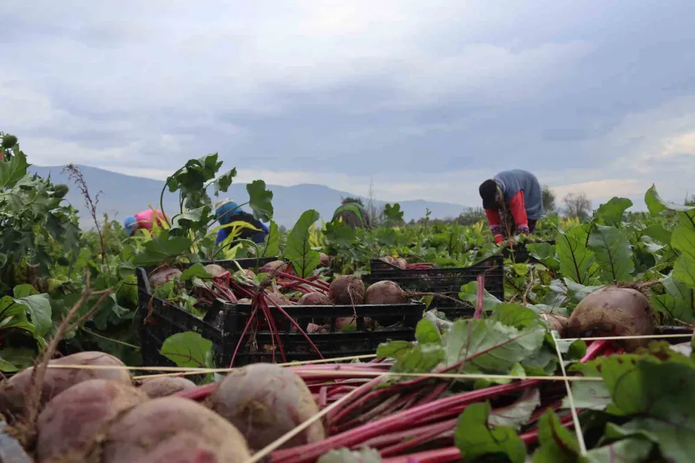  İzmir’in bereketli topraklarında ‘Kırmızı elmas’ mesaisi