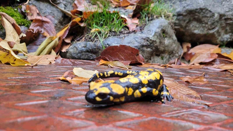 Koruma Altındaki Benekli Semenderler Kemaliye