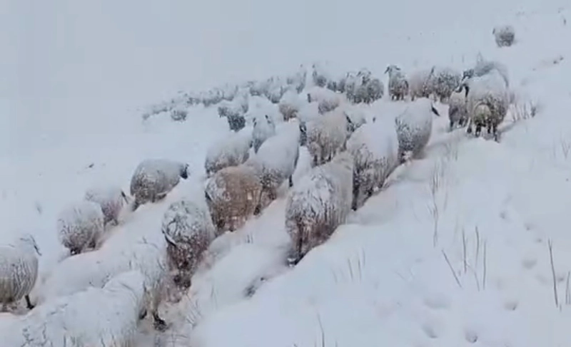 Koyun Sürüsü Kar Fırtınasında Zorlu Yolculuk Yaptı